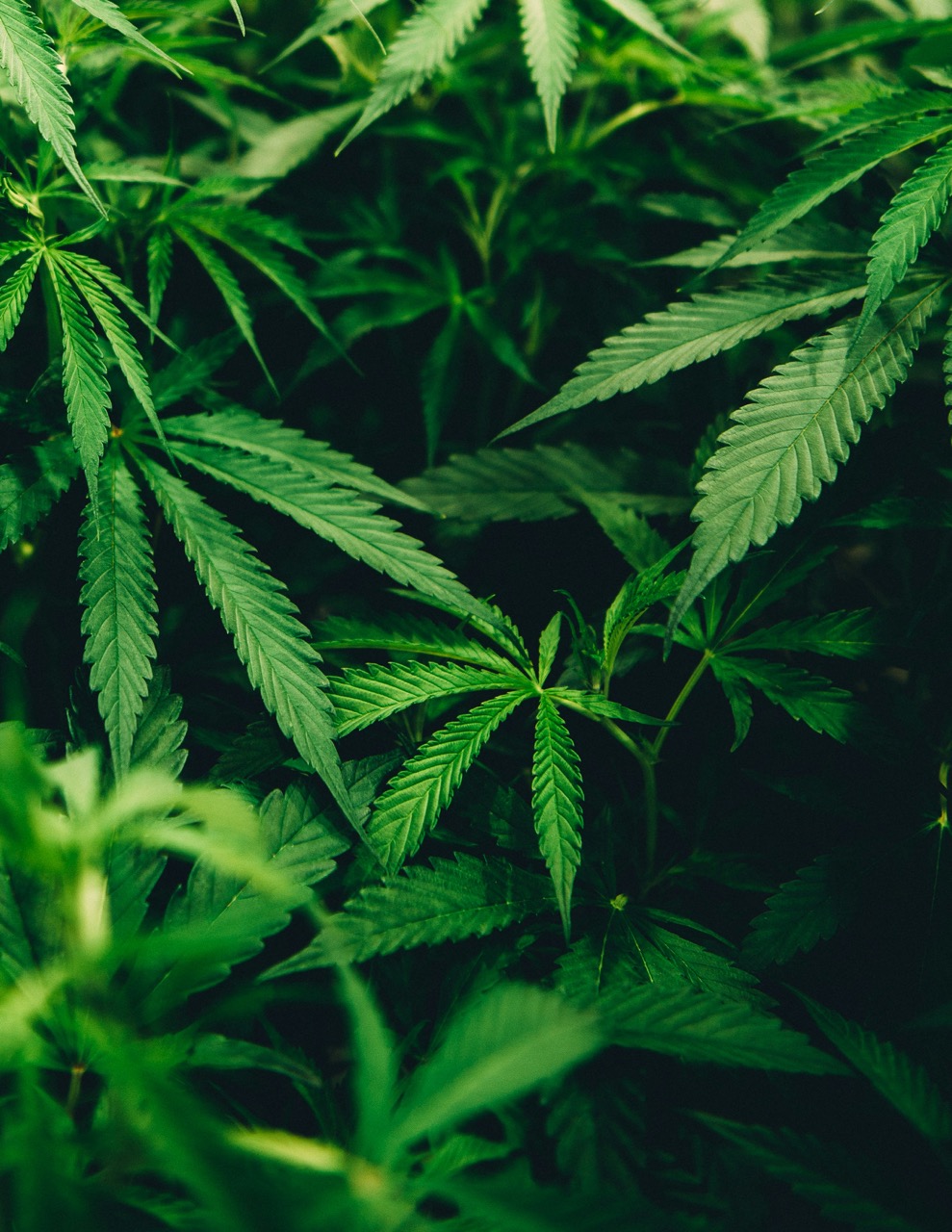 大麻の効用 ‒ 依存症治療